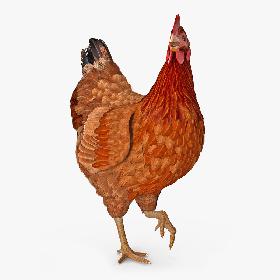 3D model Brown Chicken Rigged